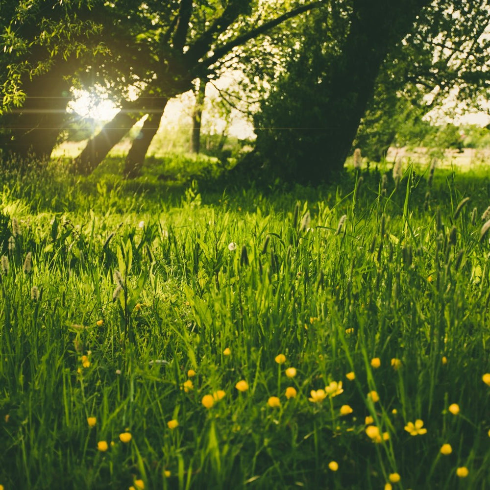 
                      
                        Freshly Mowed Grass
                      
                    