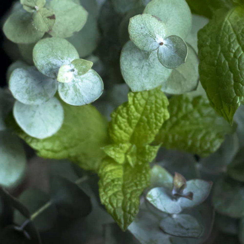 
                      
                        Eucalyptus & Mint
                      
                    